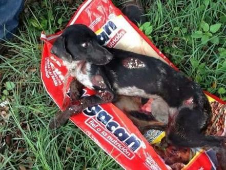 Taxista arrastra a un perro a su cajuela y una familia lo rescata
