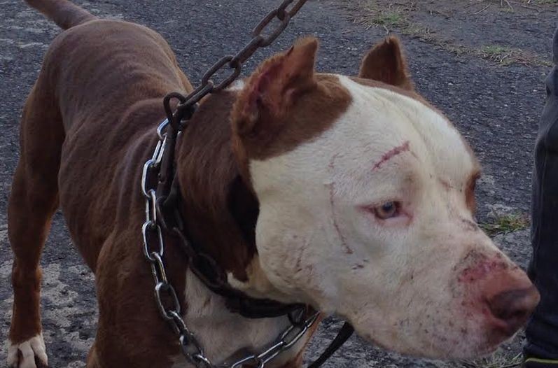 Aprueba el Senado Reforma para prohibir las peleas de perros
