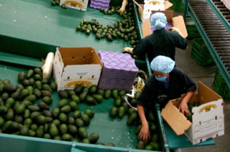 Ponen fin a huelga de aguacateros en Michoacán