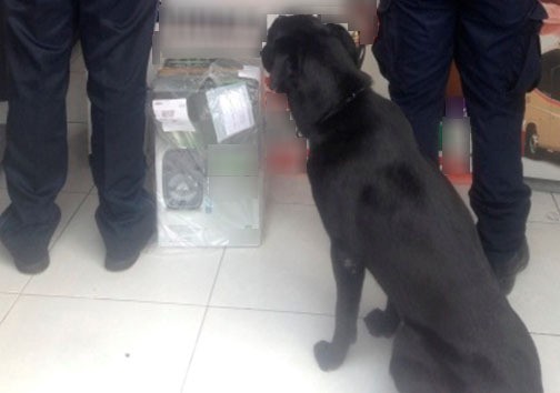 Policía Federal asegura 50 dosis de LSD