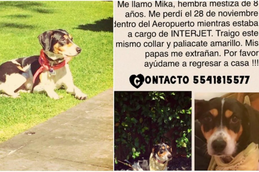 Interjet pierde a Mika y no le avisa a su dueña