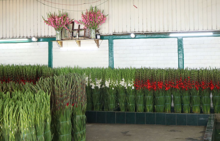 Llega la temporada de la Gladiola en la Central de Abasto de la CDMX