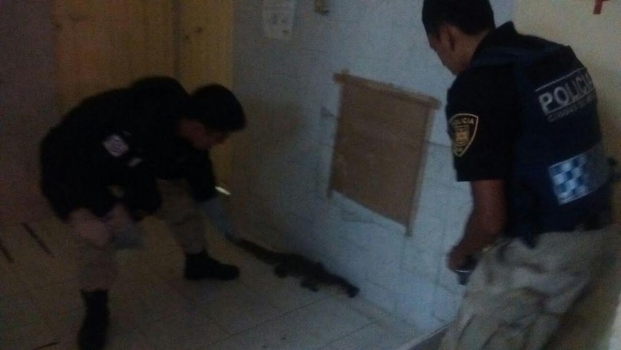 Atrapa SSP a caimÃ¡n en el Mercado de San Juan