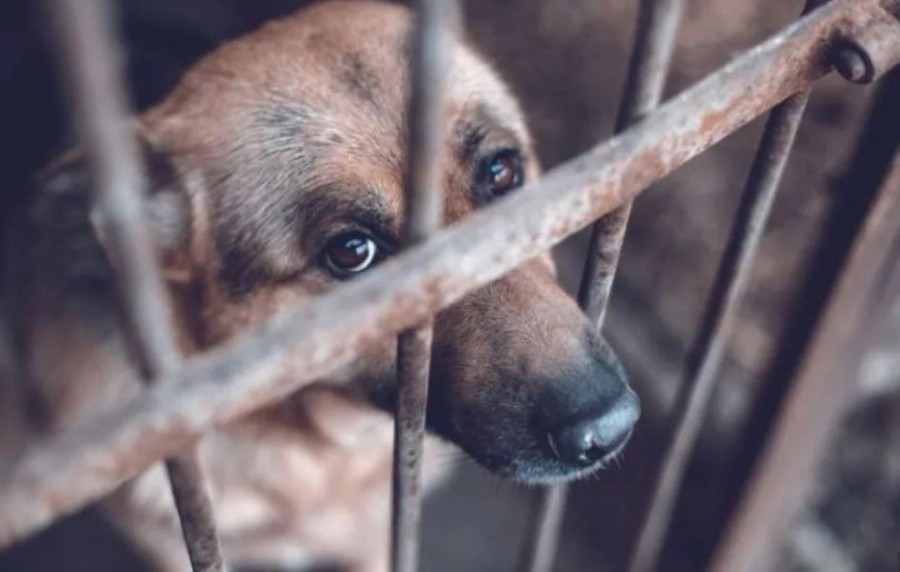 Por primera vez en la CDMX envían a prisión a acusado de maltrato animal
