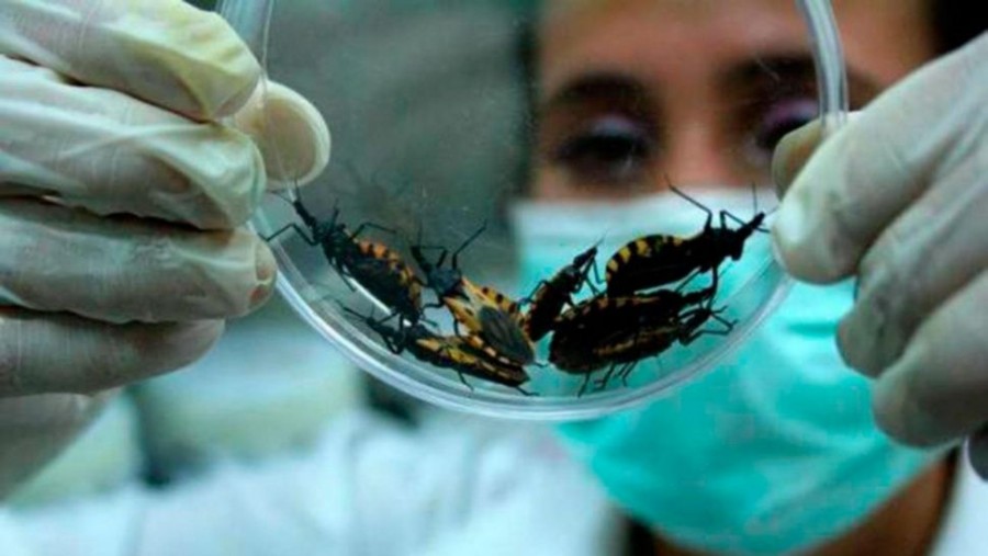 Chagas: el parásito silencioso con alta prevalencia en México
