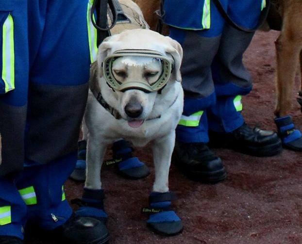 Frida deja de salvar vidas