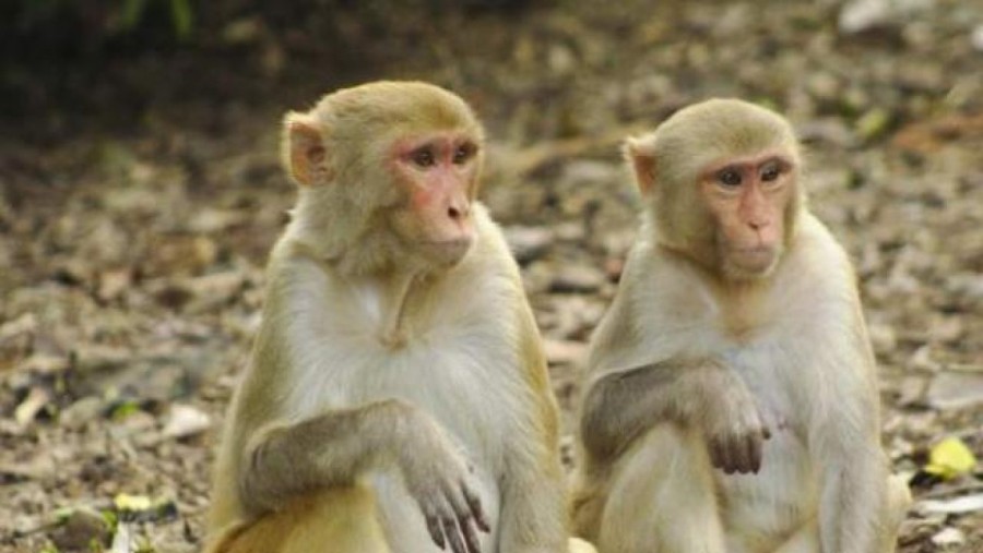 Monos desarrollan inmunidad a corto plazo tras ser contagiados con coronavirus