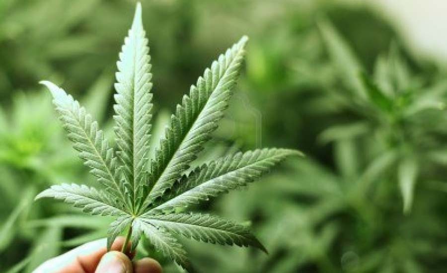 Va Morena por empresa del Estado para comercializar mariguana