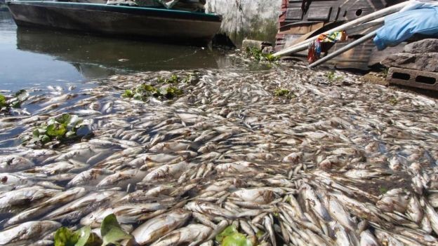 Denuncian muerte de peces en Durango
