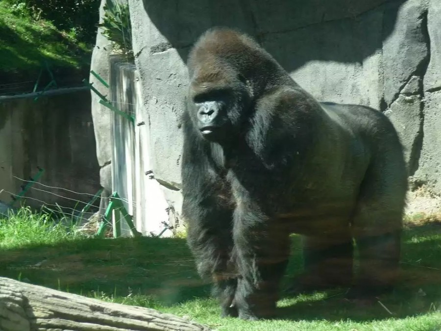 En la CdMx, hay 127 animales viejos de los 2 mil 243 que estÃ¡n en los tres ZoolÃ³gicos