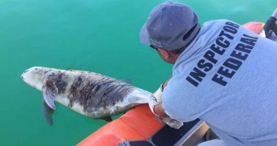 Encuentran nueva vaquita marina muerta en el Golfo de California