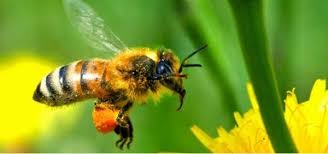Académicos piden a la Cofepris y al Secretaría de Agricultura tomar medidas acerca de la desaparición y muerte de abejas