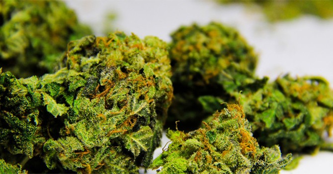 Edomex dará tratamientos con marihuana a pacientes