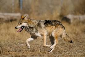 Nacen crías de lobo mexicano en EdoMex