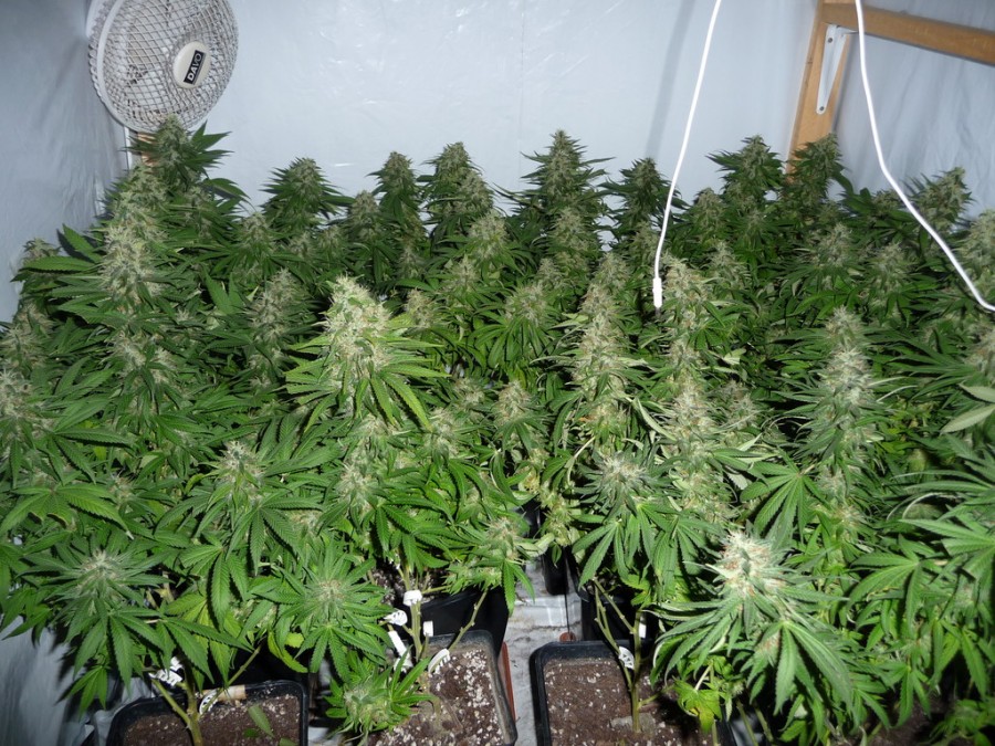 Aseguran 1.5 toneladas de marihuana en Naucalpan, Edomex