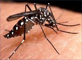 El riesgo del dengue en temporada de lluvias