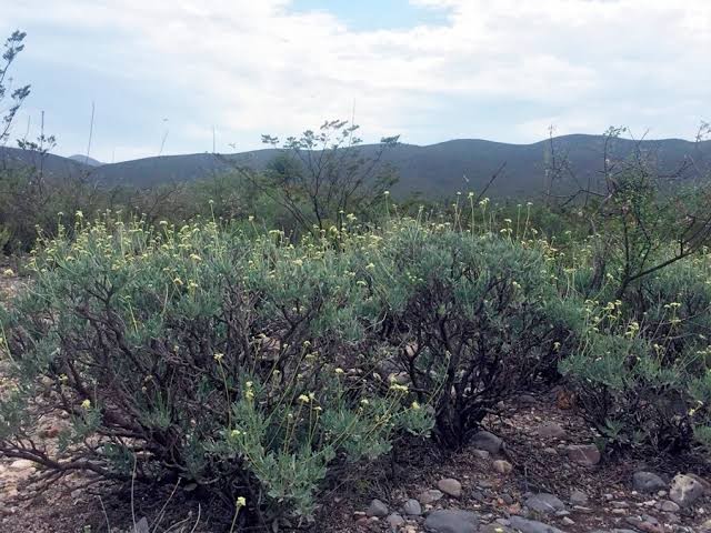 Arbusto mexicano guayule sirve para desinflamar y combatir el cáncer