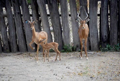En un aÃ±o mueren seis animales en zoolÃ³gicos de la CdMx